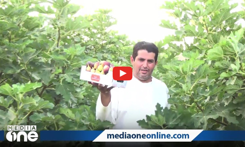 ബുറൈദയിലെ അത്തിപ്പഴ പറുദീസ