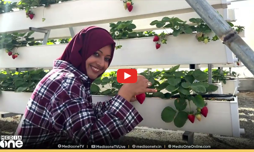 ഒമാനിൽ ഗസ്സക്കാരന്റെ സ്ട്രോബെറി പാടം... | WEEKEND ARABIA