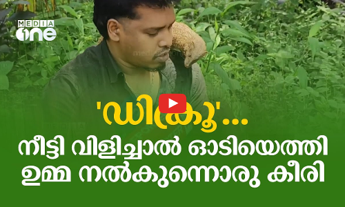ഡിക്രൂ...നീട്ടി വിളിച്ചാൽ ഓടിയെത്തി ഉമ്മ നൽകുന്നൊരു കീരി