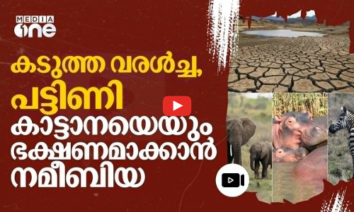 നൂറ്റാണ്ടിലെ ഏറ്റവും വലിയ വരൾച്ച; വന്യമൃഗങ്ങളെ കശാപ്പ് ചെയ്യാൻ നമീബിയ | Namibia |Wild Animals |#nmp