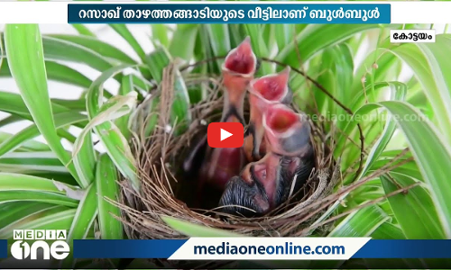 വീട്ടുമുറ്റത്ത് അതിഥിയായെത്തിയ ബുൾബുൾ പക്ഷി