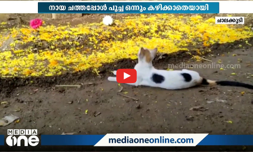 കൂട്ടുകാരന്റെ വിയോഗത്തില്‍ പട്ടിണികിടന്ന് ജൂലി; നായയുടെയും പൂച്ചയുടെയും അപൂർവ സൗഹൃദം