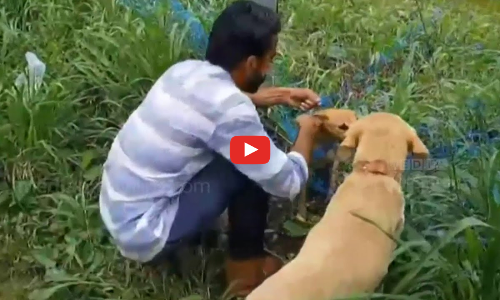 വലയിൽ കുടുങ്ങിയ നായയെ രക്ഷപ്പെടുത്തി തൃശൂർ മീഡിയ വൺ റിപ്പോർട്ടർ അഖിൽ