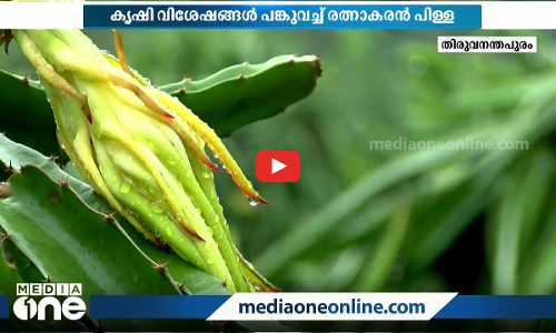 ധനമന്ത്രിയെ വരെ അത്ഭുതപ്പെടുത്തിയ ഡ്രാഗൺ ഫ്രൂട്ട് കൃഷി; വിജയഗാഥ രചിച്ച് തണ്ണിച്ചാൽ ഗ്രാമം