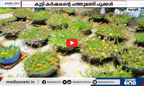 പത്ത് മണി പൂക്കളുടെ വർണ്ണ വസന്തമൊരുക്കി ഒരു കുട്ടി കർഷകൻ