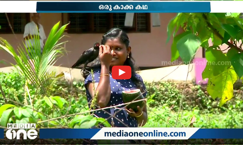 കൊച്ചേ എന്ന വിളി കേട്ടാൽ മതി പറന്നെത്തും: ചേലുള്ളൊരു കാക്ക കഥ