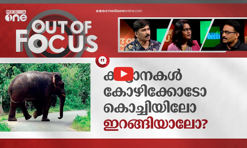 കാട്ടാനകളെ എന്തു ചെയ്യും?