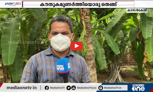 ഈ തെങ്ങിലുണ്ടാവുന്നത് തേങ്ങയല്ല, പകരം തൈകള്‍