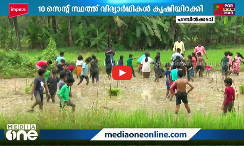 സ്കൂൾ വിട്ട് നേരെ വയലിലേക്ക്... പാടത്തെ അറിഞ്ഞ് നെല്‍കൃഷിയുമായി കുട്ടികള്‍