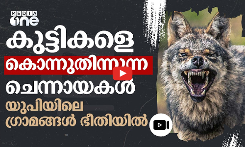കുട്ടികളെ കൊല്ലുന്ന നരഭോജി ചെന്നായകൾ; ഭീതിയിലമർന്ന് യുപി ഗ്രാമങ്ങൾ | Wolf Attack | Up Villages