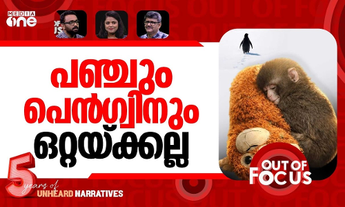 ഒറ്റക്കായ പഞ്ചും പെൻഗ്വിനും | After penguin, baby monkey Punch sparks new viral trend | Out Of Focus