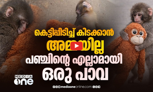 പഞ്ചിന്റെ അമ്മപ്പാവ; ലോകത്തിന്റെ കണ്ണുനിറച്ച കുട്ടിക്കുരങ്ങന്റെ കഥ | Punch The Monkey