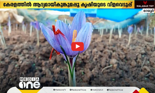 കശ്മീരിലല്ല, ഇങ്ങ് കാന്തല്ലൂരിലും കുങ്കുമപ്പൂ വിരിയും