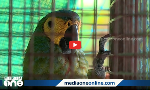 മോട്ടൂ... വന്ന് ഭക്ഷണം കഴിക്ക്... ഇണയെ കാണാതായ വേദനയിൽ നിരാഹാരമിരിക്കുകയാണ് ഒരു ആൺ തത്ത