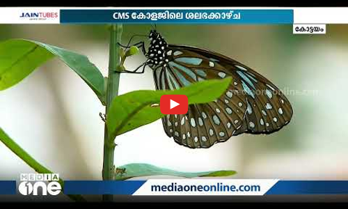 വിദ്യാര്‍ഥികളില്ലാത്ത കോളജിലേക്ക് വിരുന്ന് വന്ന് ഒരുകൂട്ടം ചിത്രശലഭങ്ങള്‍