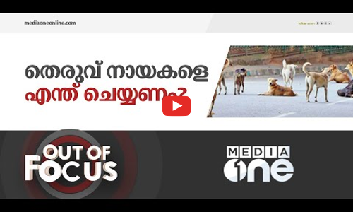 പെരുകുന്ന തെരുവ് നായ്ക്കൾ