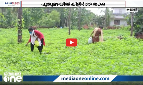 പുതുമഴയിൽ കിളിർത്ത തകര പോലെ; പാട്ടല്ല, തളിപ്പറമ്പില്‍ ശരിക്കും പുതുമഴയില്‍ തകര കിളിര്‍ത്തിട്ടുണ്ട്