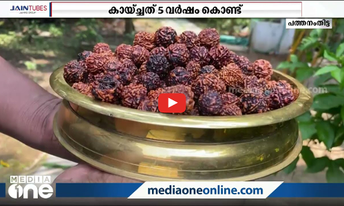 അഞ്ച് വര്‍ഷത്തിനുള്ളില്‍ കായിട്ടു; അപൂര്‍വ്വ രുദ്രാക്ഷ മരവുമായി പത്മകുമാര്‍