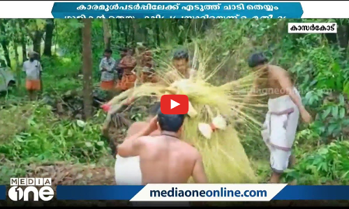 കാരമുൾപടർപ്പിലേക്ക് എടുത്തു ചാടി വിസ്മയം തീർത്ത് ഗുളികൻ തെയ്യം