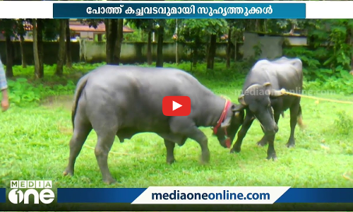 1000 കിലോയിലേറെ തൂക്കം, പോത്തുകളിൽ ഭീമൻ; മുറാ പോത്തുകളെ സ്വന്തമാക്കി കച്ചവടം കളറാക്കാൻ നാൽവർ സംഘം