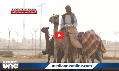 ഒട്ടകമേളയുടെ ഒരുക്കം: തബൂക്കിലെ കാഴ്ചകള്‍