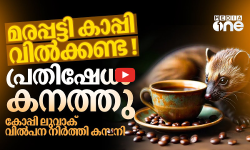 ഒരു കാപ്പിക്ക് 10,000 രൂപ! കോപ്പി ലുവാക്കിനോട് നോ പറഞ്ഞ് കമ്പനി ! |  Kopi Luwak