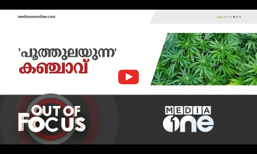 പച്ചക്കറി പോലെയുള്ളതാണോ കഞ്ചാവ് ? | Out of Focus