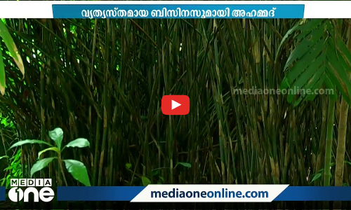 പുരയിടത്തില്‍ നിറയെ പലതരത്തിലുള്ള മുളകള്‍; വരുമാനം കണ്ടെത്തി അഹമ്മദ്