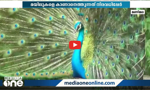 മണിമലയിലെ മയിലാട്ടം കാണാന്‍ കാഴ്ചക്കാരുടെ പ്രവാഹം