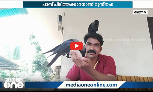 കാക്കൂ...മുസ്തഫാക്ക വിളിച്ചാൽ പറന്നെത്തും കാക്കകൾ, ഇത് അപൂർവങ്ങളിൽ അപൂർവമായ സൗഹൃദം