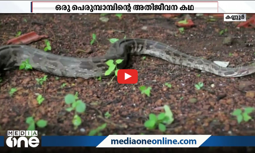 ലോറി കയറി തല തകര്‍ന്ന പാമ്പ് ഒന്‍പത് മാസത്തിന് ശേഷം തിരികെ കാട്ടിലേക്ക്