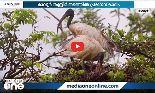 വെള്ള അരിവാൾ പക്ഷിക്കുഞ്ഞുങ്ങളെ കാണാൻ വയനാട്ടിലേക്കൊന്നും പോകണ്ട; മാവൂരിലെ തണ്ണീർത്തടങ്ങളിലുണ്ട്