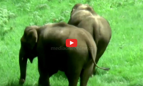 പുല്‍മേടുകളില്‍ വിഹരിക്കുന്ന കരിവീരന്മാർ... ഫോണും കാമറയും പിടിച്ച് സഞ്ചാരികളുടെ തിരക്ക്, മൂന്നാറിൽ നിന്നുള്ള കാഴ്ച..