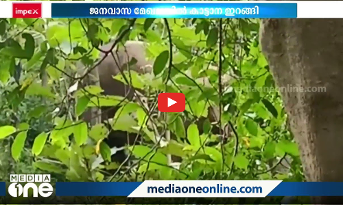 തിരുവിഴാംകുന്നിലെ ജനവാസ മേഖലയിൽ കാട്ടാനക്കൂട്ടം; മണിക്കൂറുകൾ നീണ്ട പരിശ്രമത്തിനൊടുവിൽ കാടുകയറ്റി വനംവകുപ്പും നാട്ടുകാരും