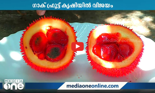 വിയറ്റ്നാമിലെ ഗാക് ഫ്രൂട്ട് മട്ടുപ്പാവില്‍ വിളയിച്ച് ശിവദാസനും കുടുംബവും