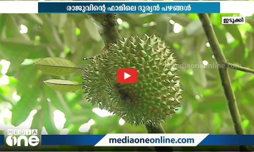 ദുര്യൻ പഴത്തെകുറിച്ച് കേട്ടിട്ടുണ്ടോ? രുചിയിൽ കേമനാണെങ്കിലും മണം അസഹനീയം