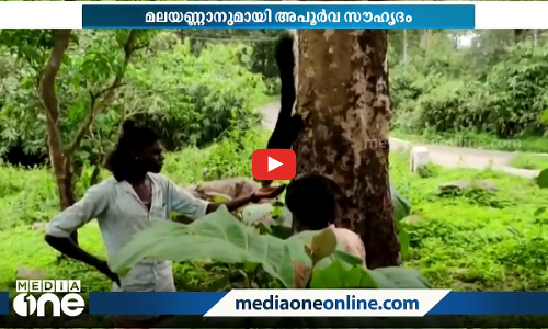 കിച്ചൂ... എന്ന് നീട്ടി വിളിച്ചാൽ ഏത് മരത്തിന് മുകളിലാണെങ്കിലും അവൻ ഓടിയെത്തും