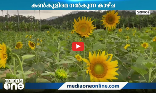വയനാടിനെ കൂടുതല്‍ സുന്ദരിയാക്കി സൂര്യകാന്തിപ്പാടം; സന്ദര്‍ശകരുടെ തിരക്ക്