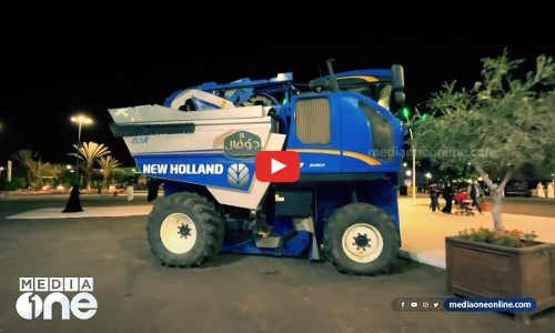 സൗദിയിലെ ഒലീവ് കൊയ്ത്തും ചരിത്രവും; അൽ ജൗഫിലെ ഒലിവ് ഗ്രാമങ്ങളിലൂടെ ഒരു യാത്ര