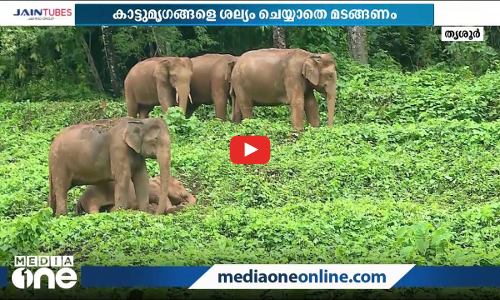 സന്ദർശകരെ മാടി വിളിക്കുന്നു കാട്ടാനകൾ മേയുന്ന ചിമ്മിനി..