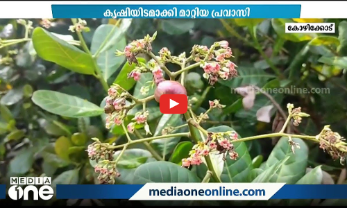 ചെങ്കൽ ക്വാറി തുടങ്ങാൻ ഭൂമി വാങ്ങി, പൊന്നു വിളയുന്ന പാടമാക്കി മാറ്റി പ്രവാസി